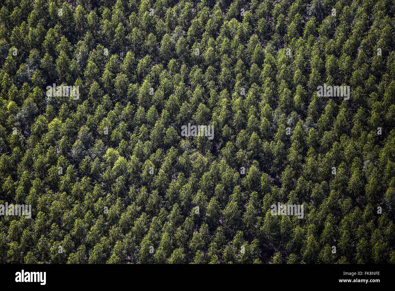 Vue aérienne de plantation d'eucalyptus pour l'industrie du papier Banque D'Images