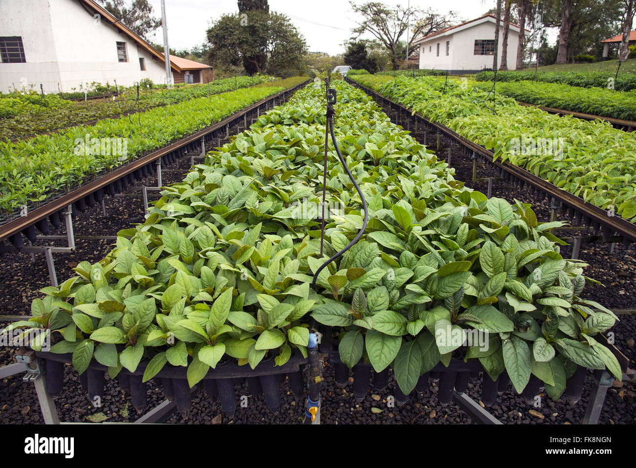 Cebolão plants pour le reboisement de la Forêt Atlantique Banque D'Images