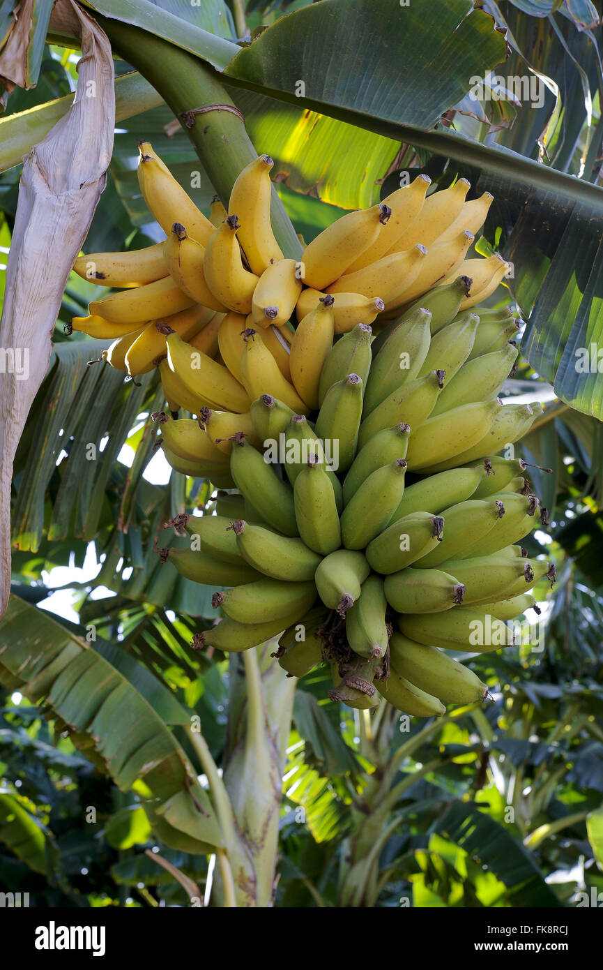 Plantation de bananes dans la municipalité rurale d'Araçuaí - vallée de Jequitinhonha Banque D'Images
