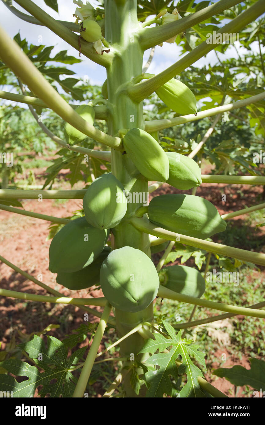 Plantation de la papaye dans la communauté blanche Pau - partie intégrante de la propriété rurale COODAP Banque D'Images
