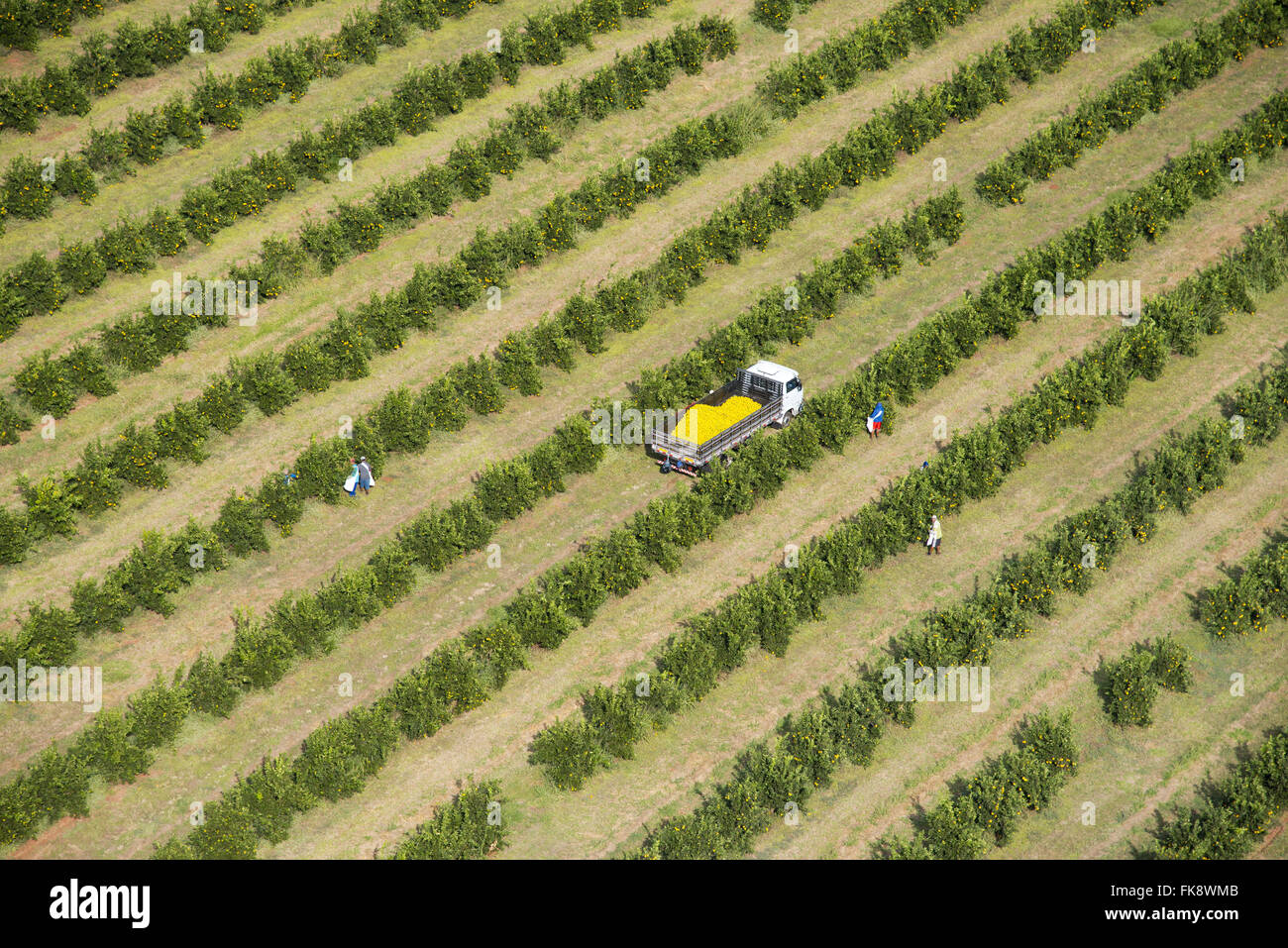 Vue aérienne de la collecte d'oranges dans le verger à la campagne Banque D'Images