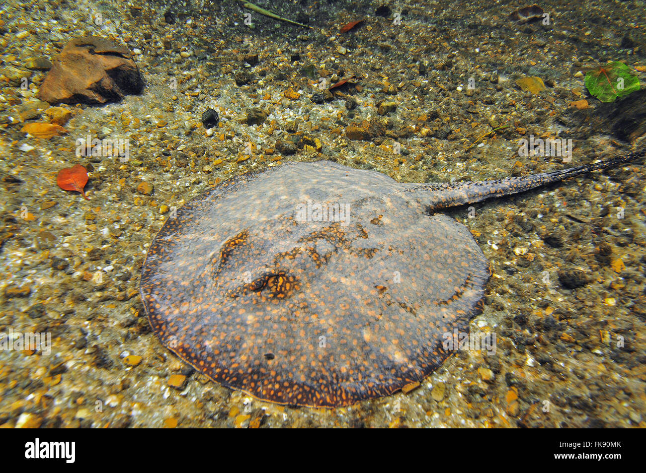 Potamotrygon motoro Stingray - eau douce Banque D'Images