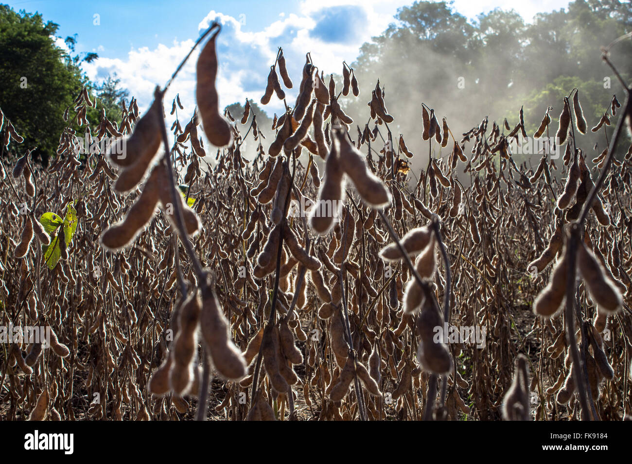 Détail de la plantation de soja prêtes pour la récolte Banque D'Images