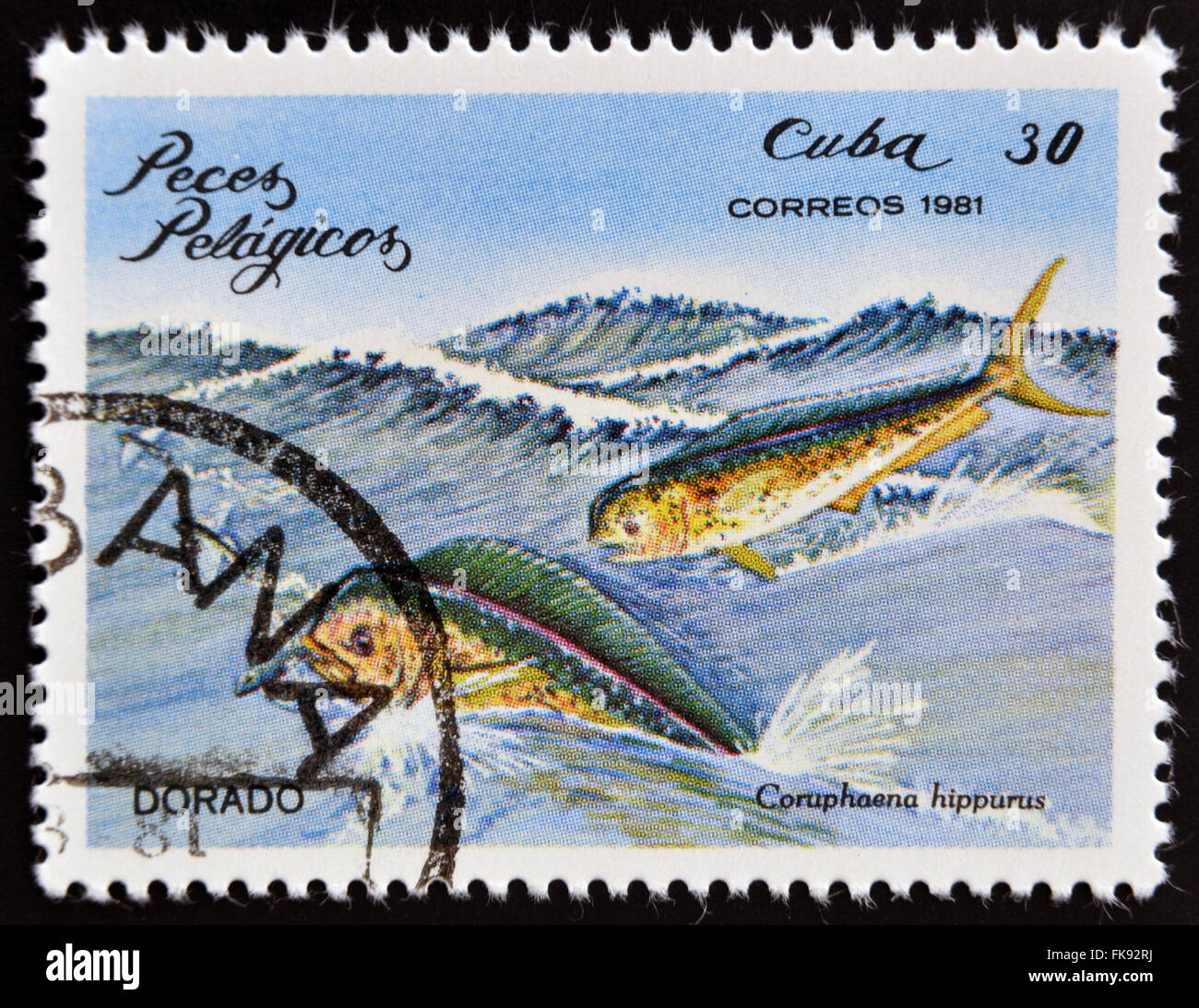 CUBA - circa 1981 : timbre imprimé en Cuba montre un Dorado avec l'inscription 'Coryphaena hippurus' Banque D'Images