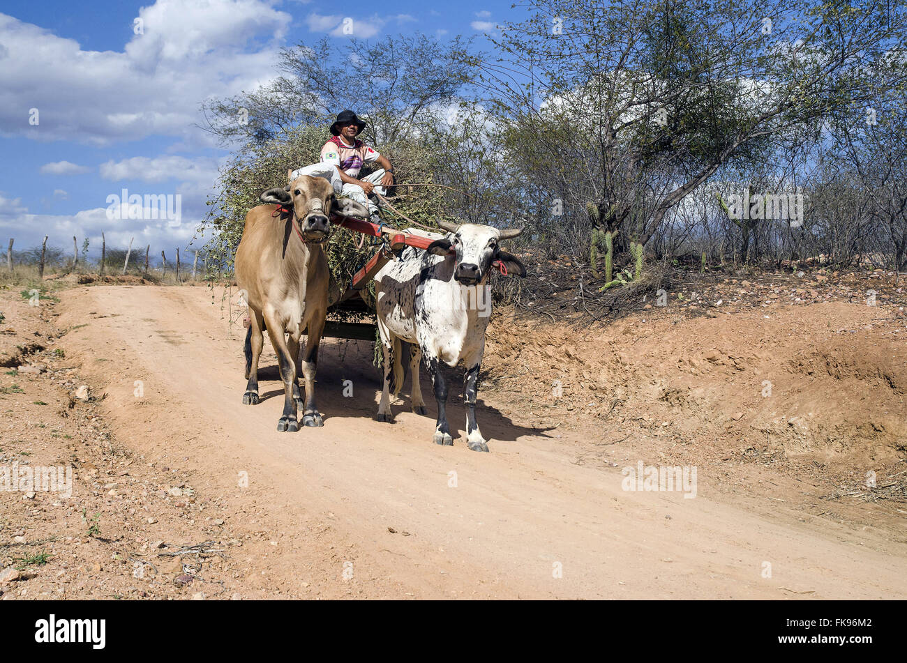 Travailleur Rural charrette conduite sur le Pajeú Banque D'Images