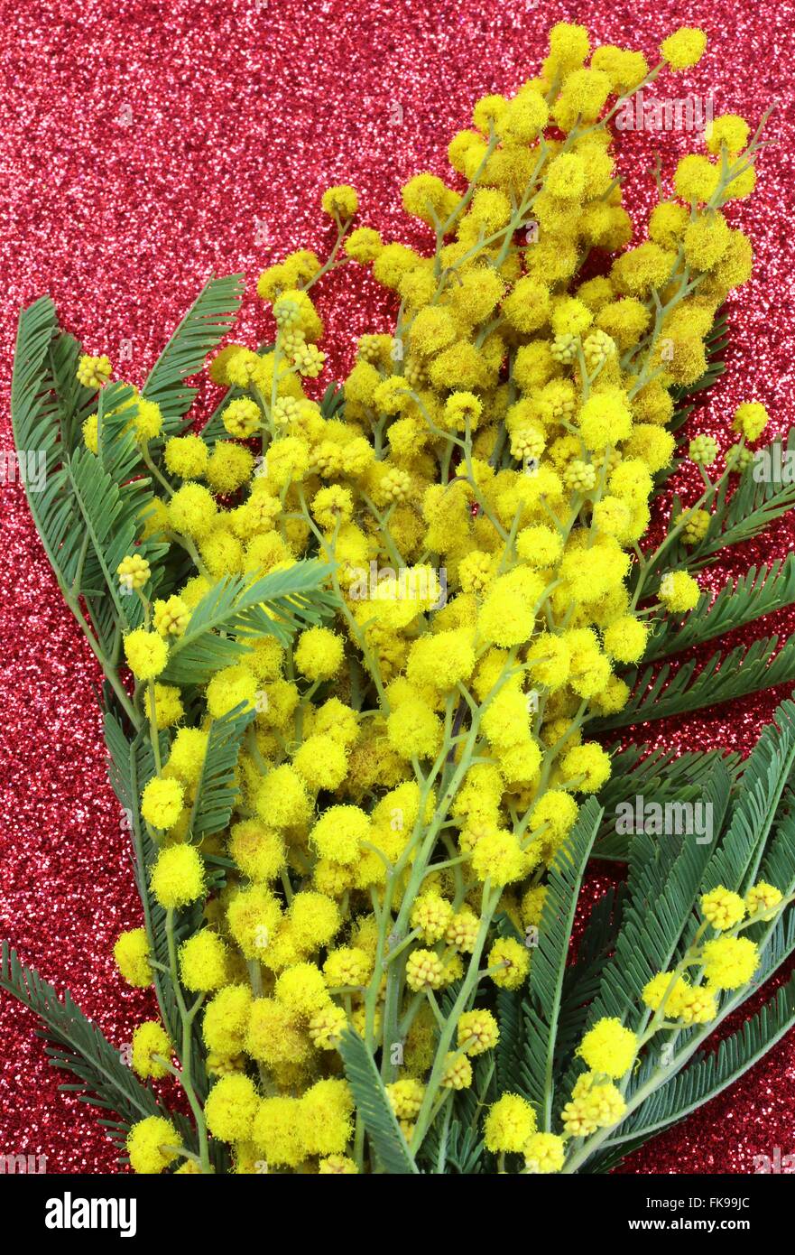 Bouquet de mimosas en fleurs jaune pour la journée internationale des femmes avec l'arrière-plan rouge cuir Banque D'Images