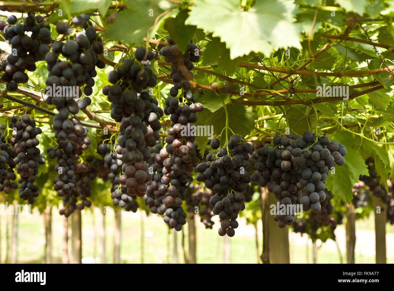 Type de raisin de table Plantacao Brésil Banque D'Images