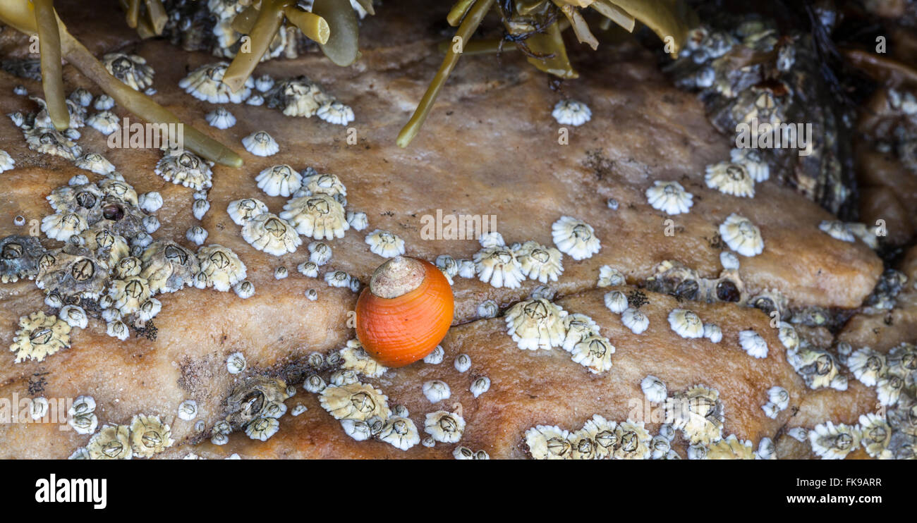 La pervenche (Littorina littoralis) & Les Balanes Banque D'Images