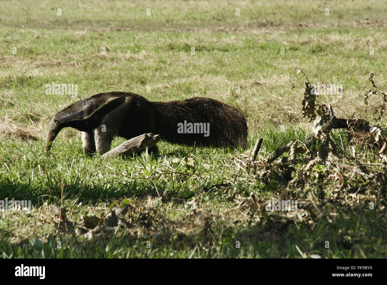 Tamanoir - espèce menacée d'extinction des animaux - Myrmecophaga tridactyla Banque D'Images