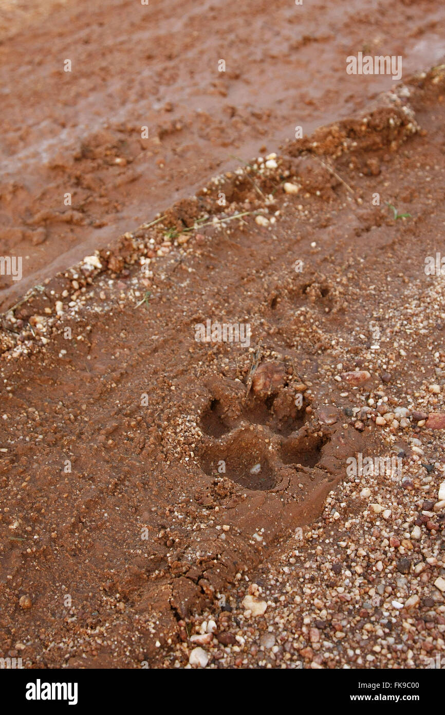 Animal farm inn empreinte à la campagne Ville de Miranda - MS Banque D'Images