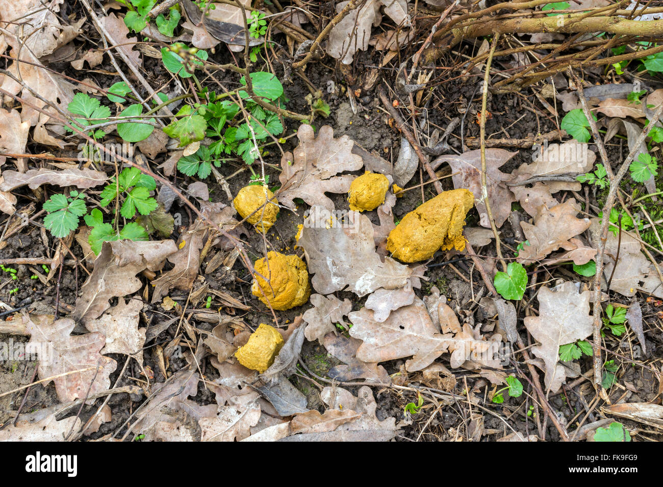 L'excrément jaune dans la forêt Banque D'Images