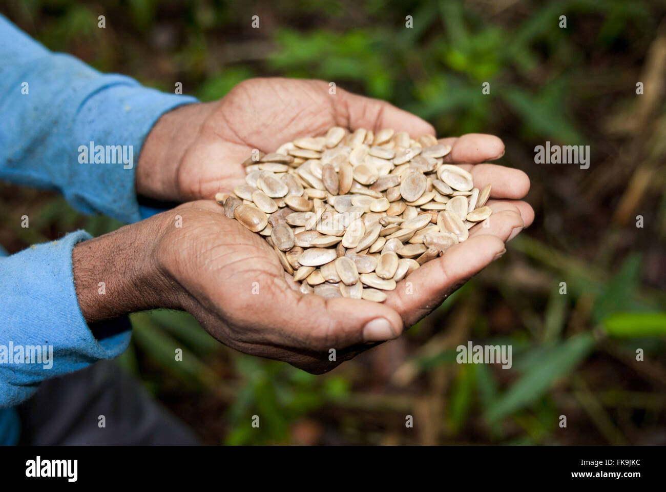 Récolter les graines araticum marsh pour le reboisement de la forêt tropicale Banque D'Images