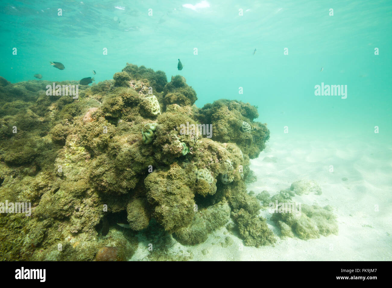 Récifs sur le fond marin dans la plage Tassimirim - Boipeba - Tinhare Archipel Banque D'Images