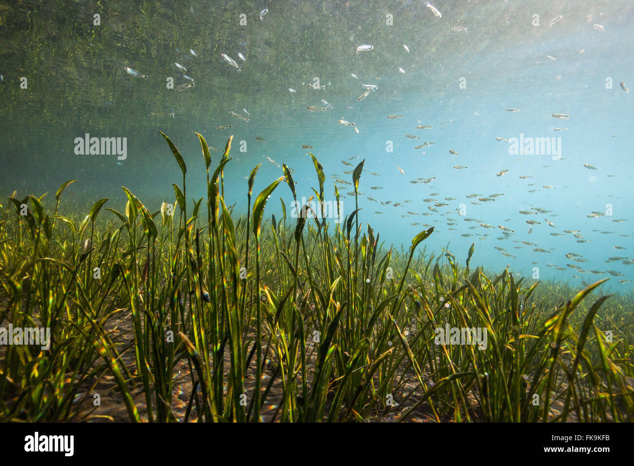 Eye, â l'eau l'eau de source - Urania dans la Chapada Diamantina Bahia de backlands Banque D'Images