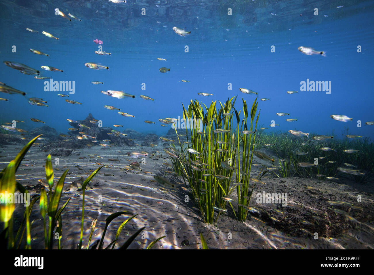 Eye, â l'eau l'eau de source - Urania dans la Chapada Diamantina Bahia de backlands Banque D'Images