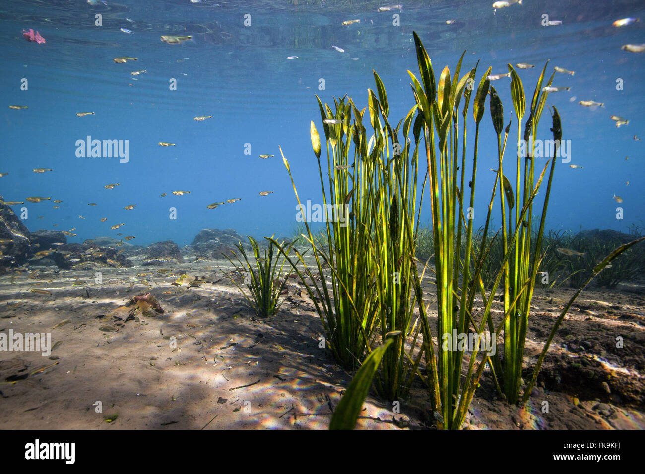 Eye, â l'eau l'eau de source - Urania dans la Chapada Diamantina Bahia de backlands Banque D'Images