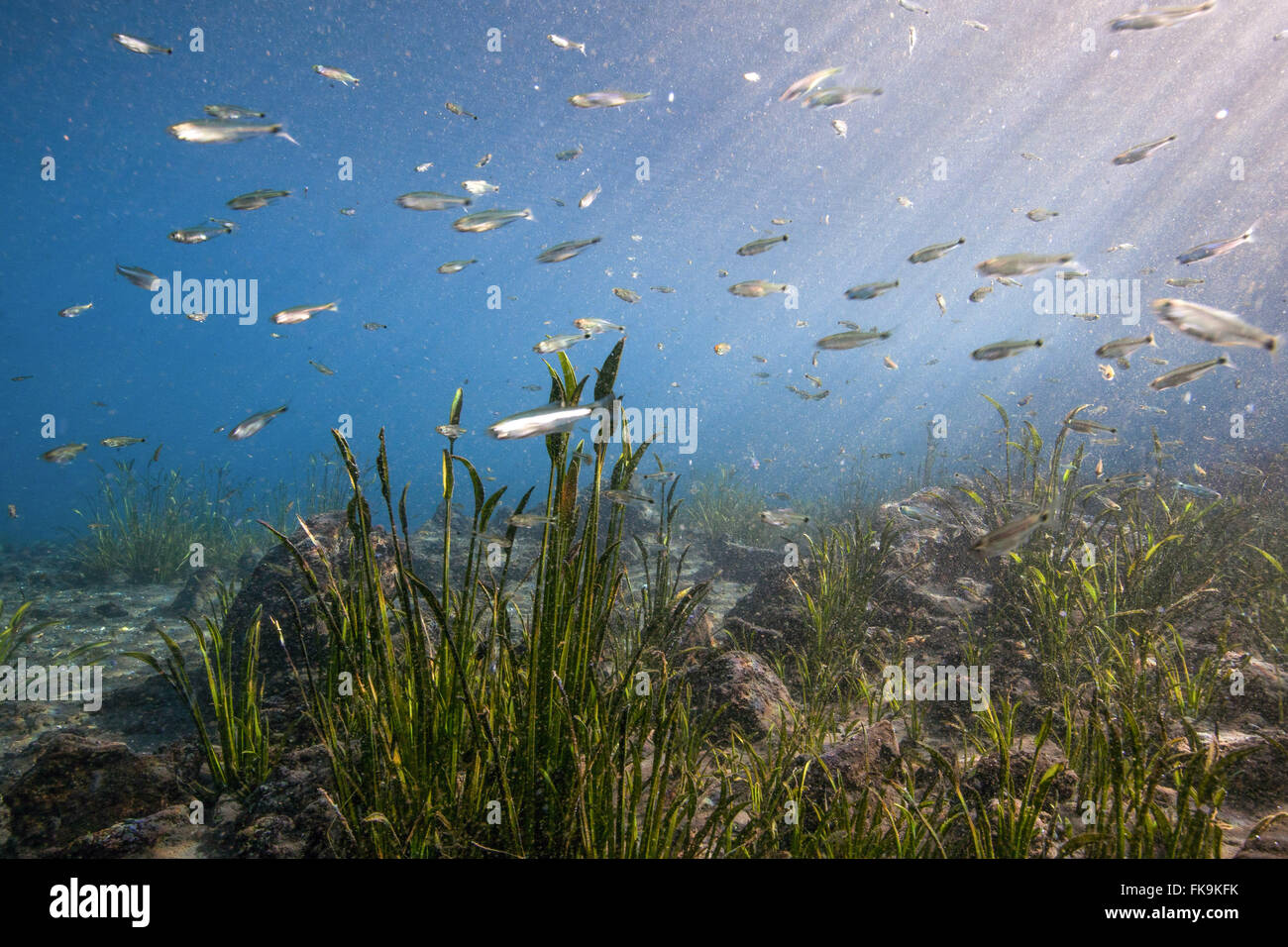 Eye, â l'eau l'eau de source - Urania dans la Chapada Diamantina Bahia de backlands Banque D'Images