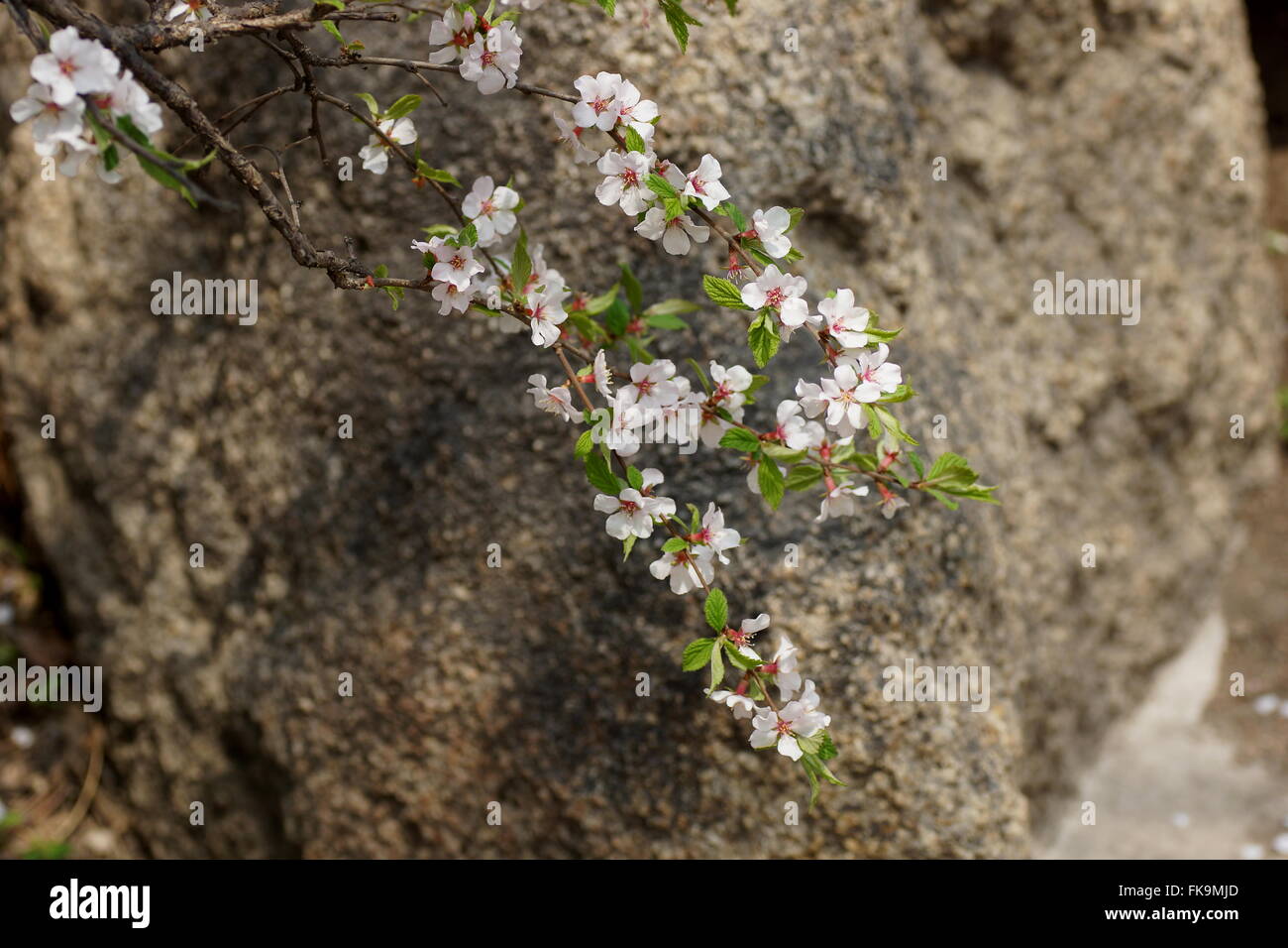 Le printemps en Chine. Sakura sauvages dans les montagnes. Parc national de Qianshan, Anshan, province de Liaoning, Chine Banque D'Images