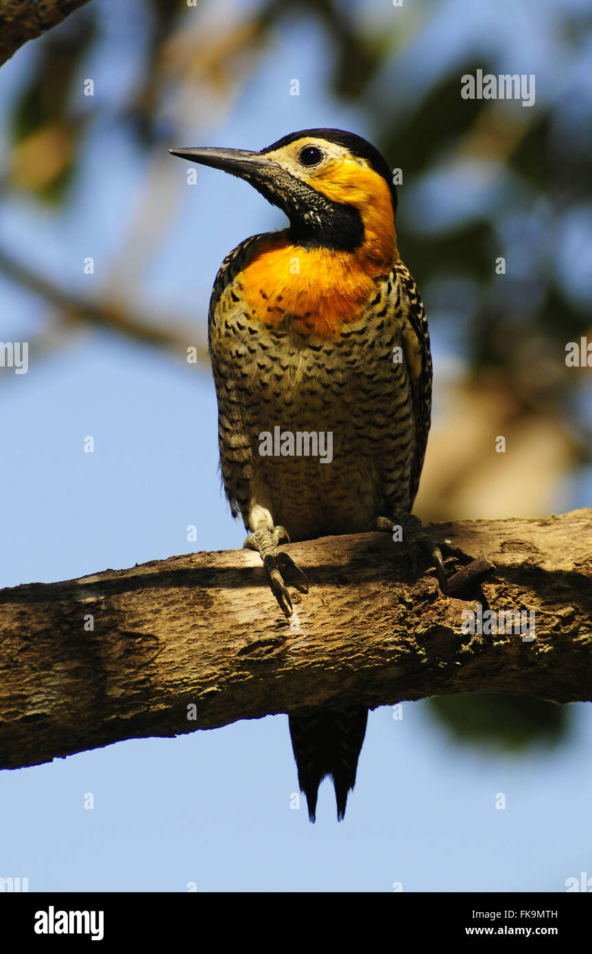 Woodpecker le terrain dans le Pantanal Pocone - Colaptes campestris Banque D'Images