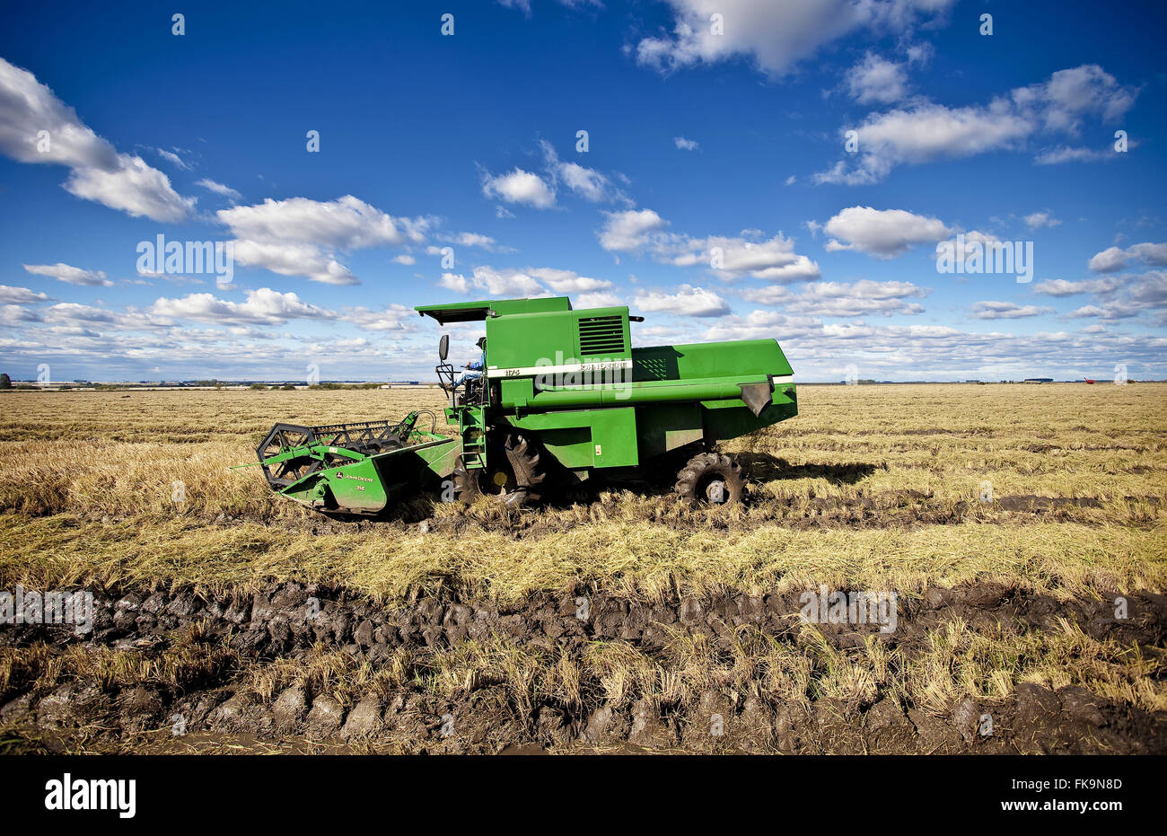 La récolte de riz dans l'ouest de l'Uruguayana fin de l'état de RS Banque D'Images