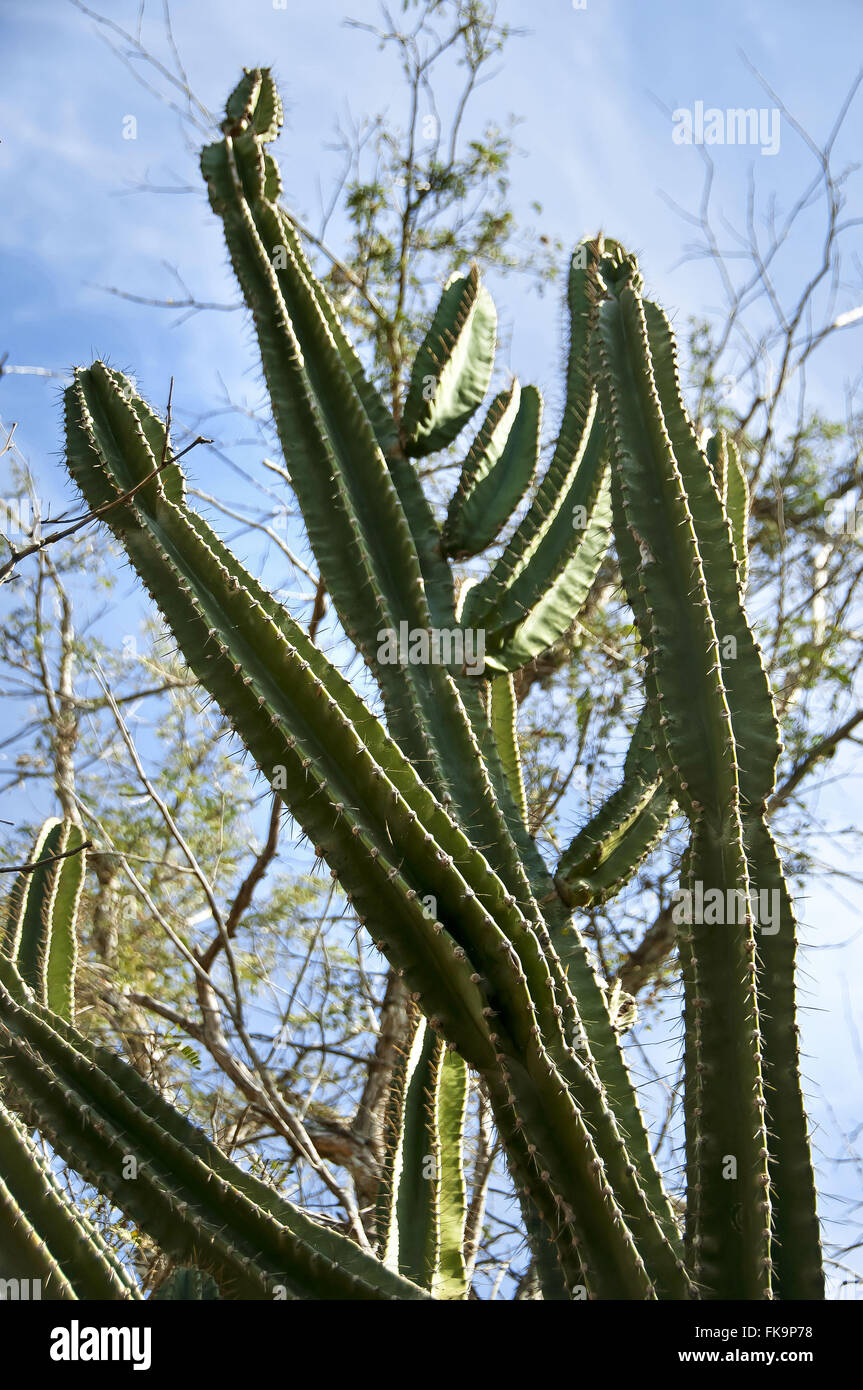 Cactus mandacaru - Sud Pantanal - Cereus jamacaru Banque D'Images