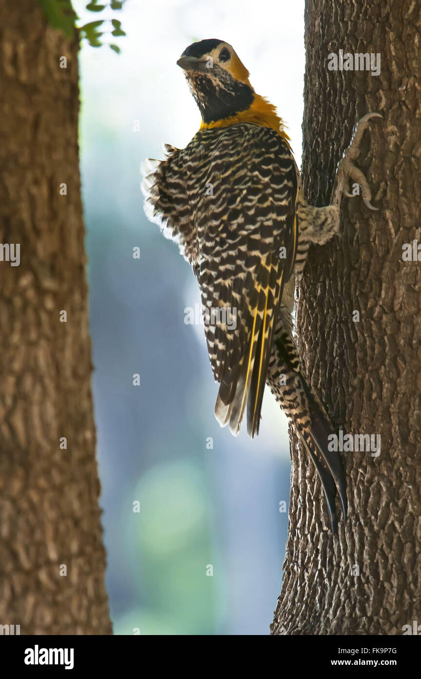 Woodpecker le terrain au sud Pantanal - Colaptes campestris Banque D'Images