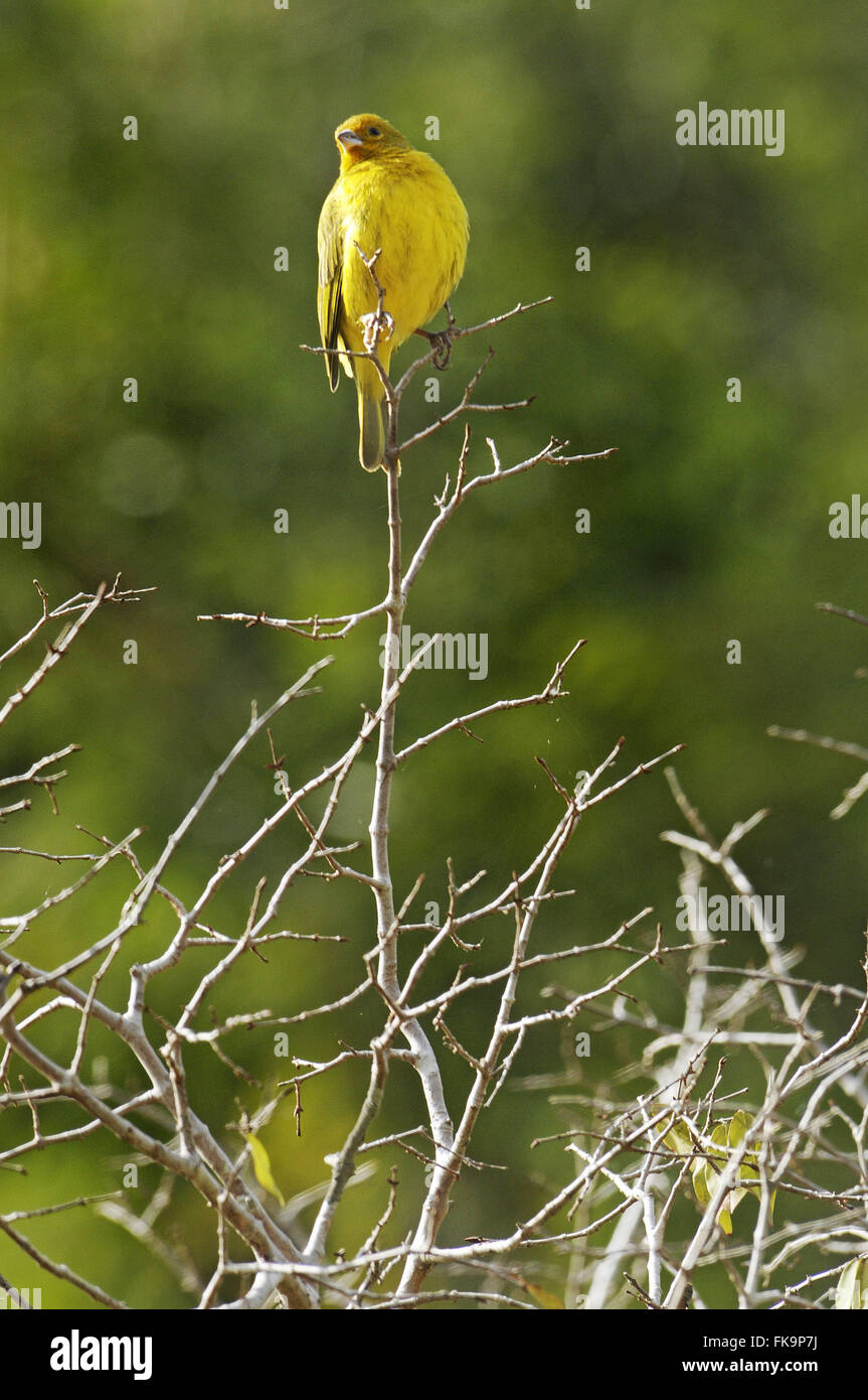 Le canario-le-terre-vrai dans le Pantanal - Sicalis flaveola Banque D'Images