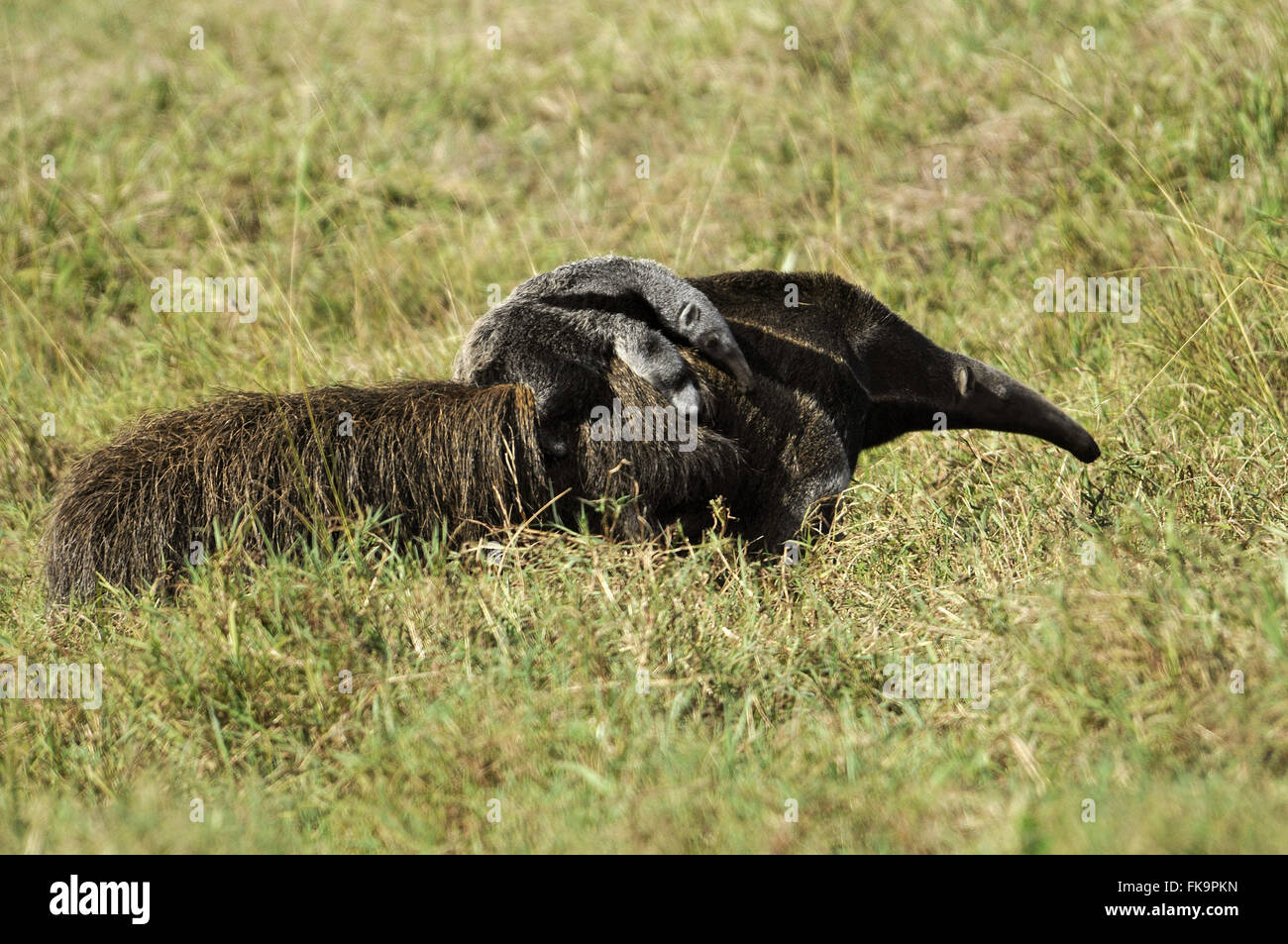 Tamanoir - espèce menacée d'extinction des animaux - Myrmecophaga tridactyla Banque D'Images
