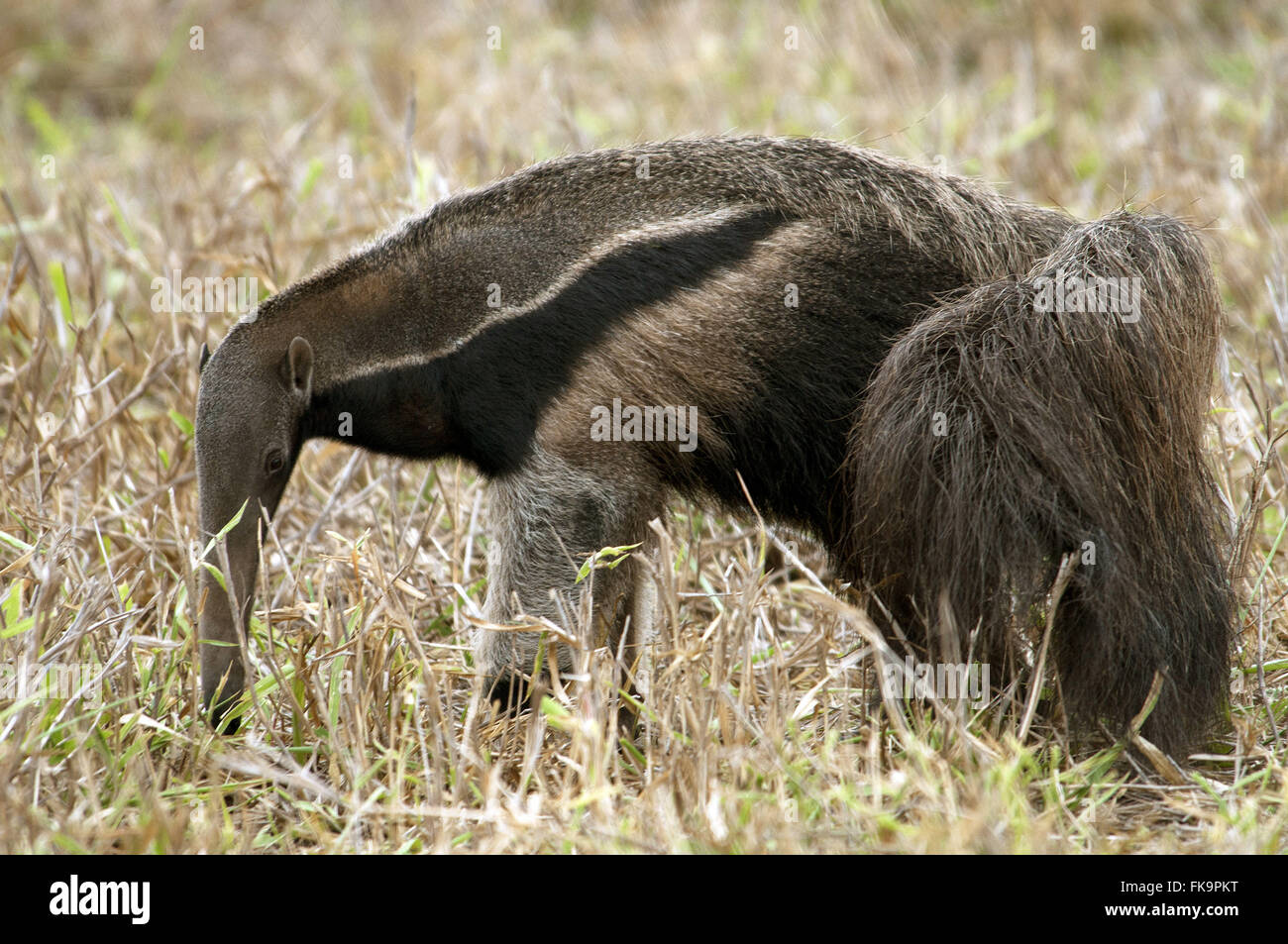 Tamanoir - espèce menacée d'extinction des animaux - Myrmecophaga tridactyla Banque D'Images