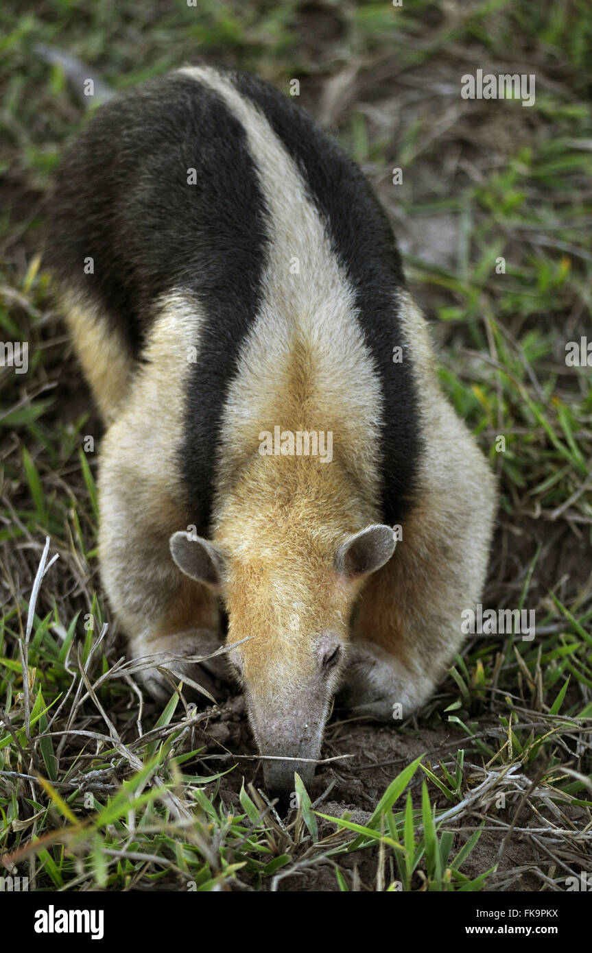 Anteater Anteater tetradactyla - Banque D'Images