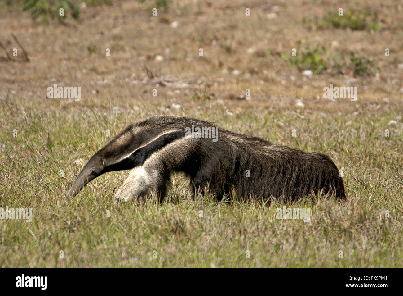 Tamanoir - espèce menacée d'extinction des animaux - Myrmecophaga tridactyla Banque D'Images