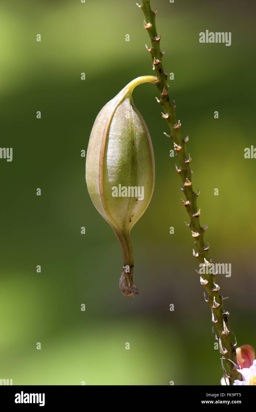 Orchid fruits - Epidendrum sp Banque D'Images