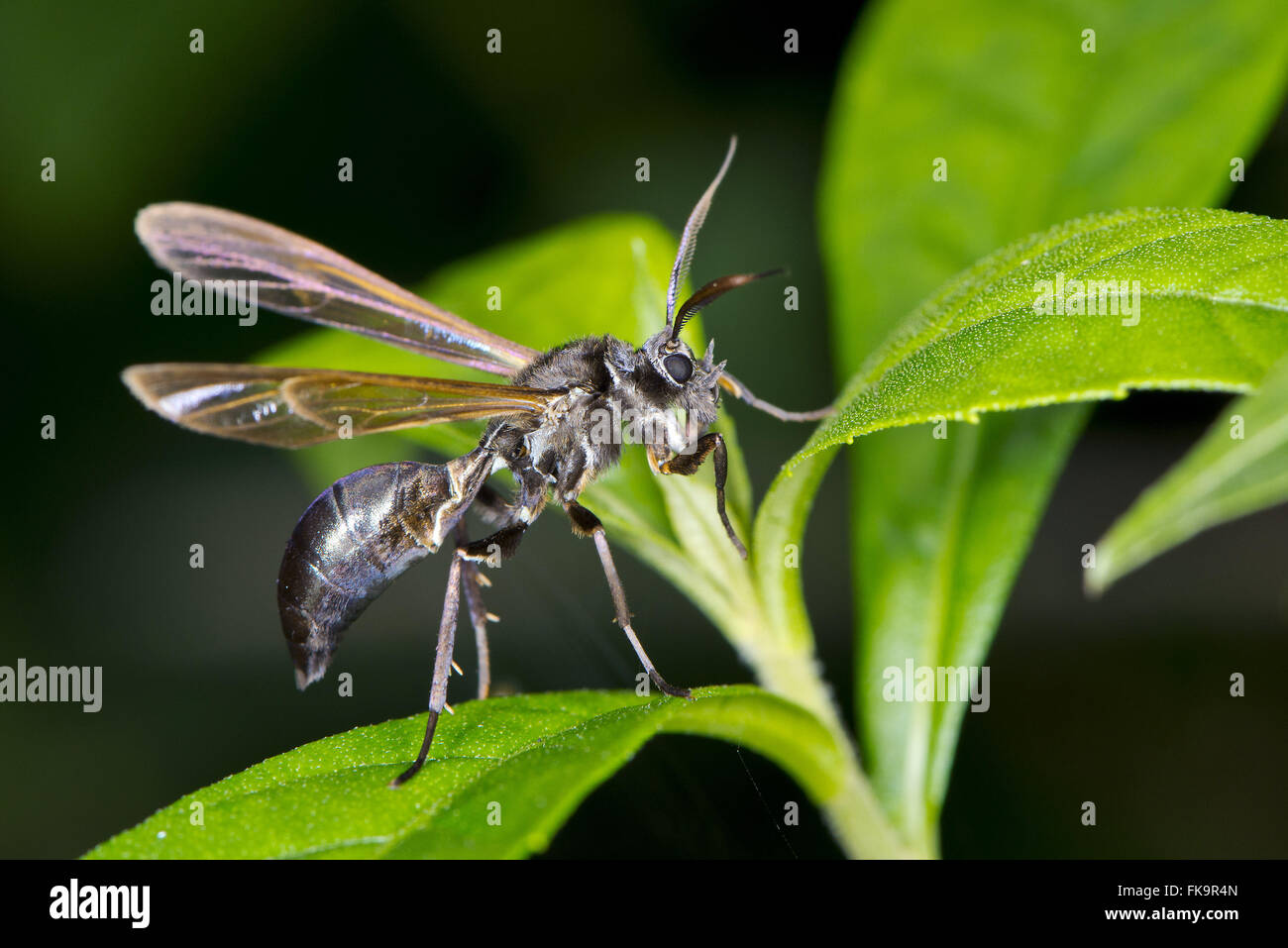 Mariposa dans le processus d'imitation imitant la forme d'une guêpe Sierra Japi - Pseudosphex sp Banque D'Images