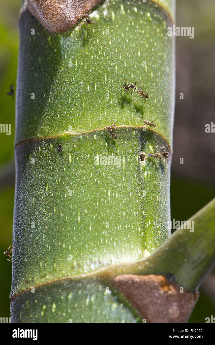 Les fourmis qui protègent la plante contre les herbivores dans le tronc creux du remblai - Cecropia sp Banque D'Images
