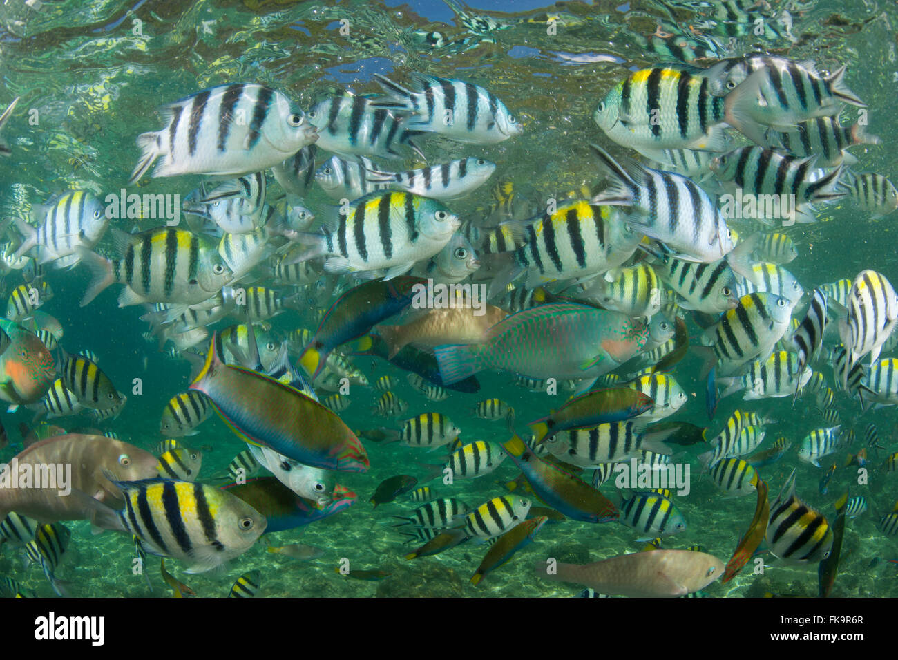 Sergent-major en abondance (Abudefduf vaigiensis damselfish,). Docks de Miniloc Island Resort récif maison. Banque D'Images