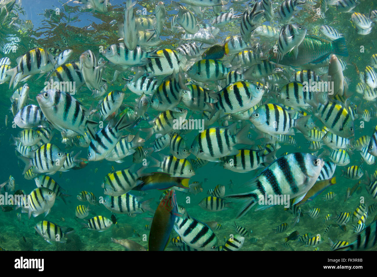 Sergent-major en abondance (Abudefduf vaigiensis damselfish,). Docks de Miniloc Island Resort récif maison. Banque D'Images