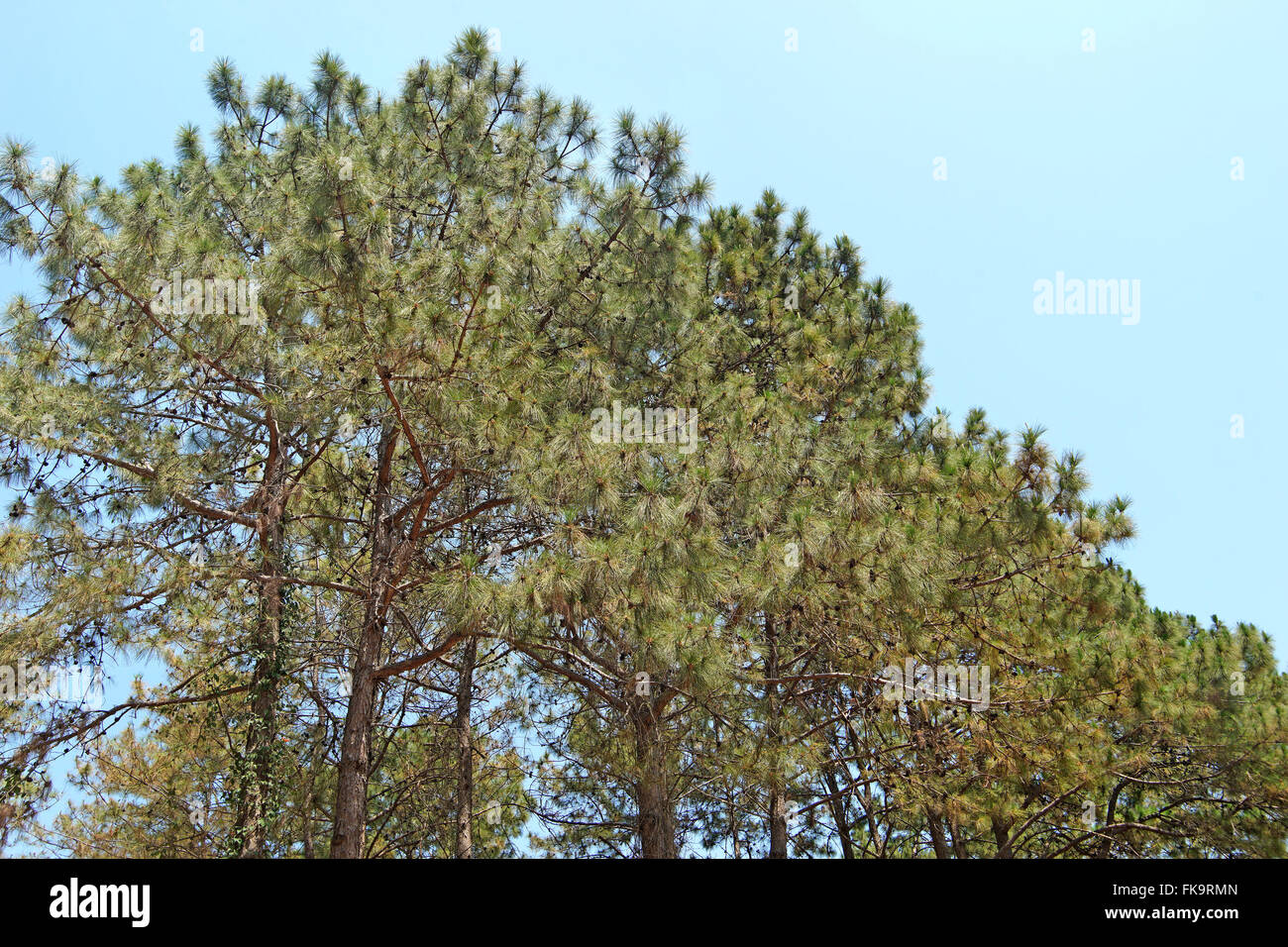 Forêt de pins verts avec de beaux fond ciel Banque D'Images