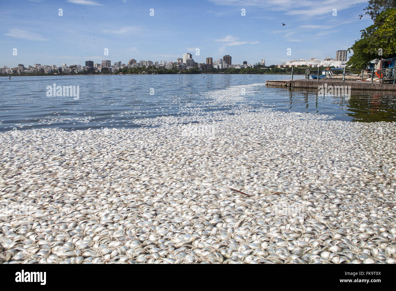 Les poissons morts Lagoa Rodrigo de Freitas Banque D'Images