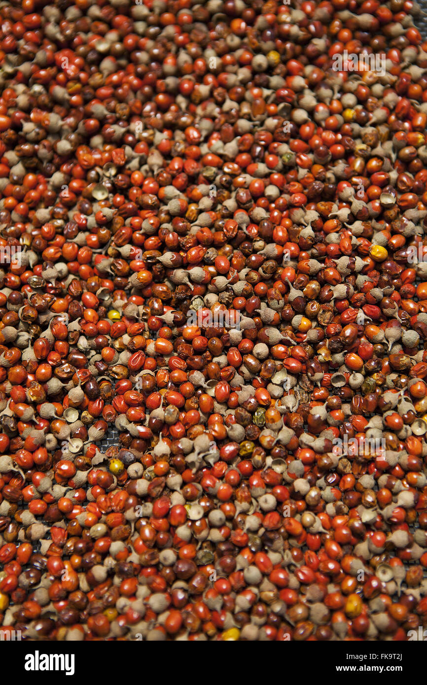 Boucher-bouilloire seeds en forêt atlantique ferme de plantation pour le reboisement Banque D'Images