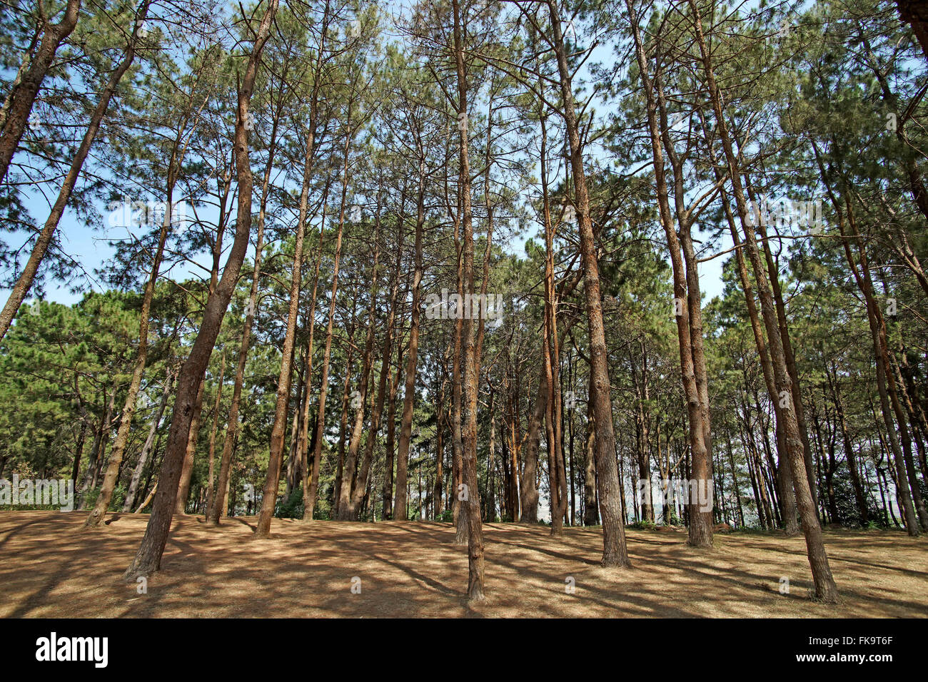 Forêt de pins verts avec de beaux fond ciel Banque D'Images