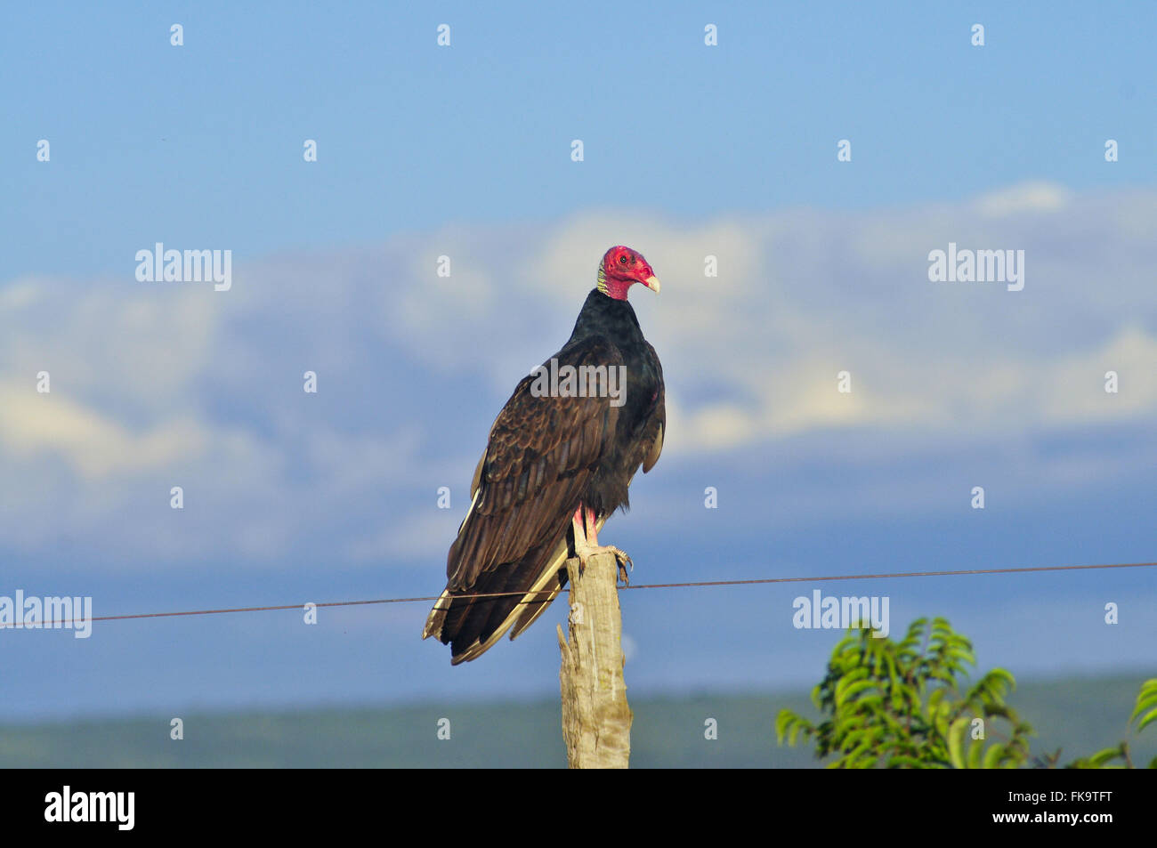 Vautour à tête-de-rouge - Cathartes aura Banque D'Images