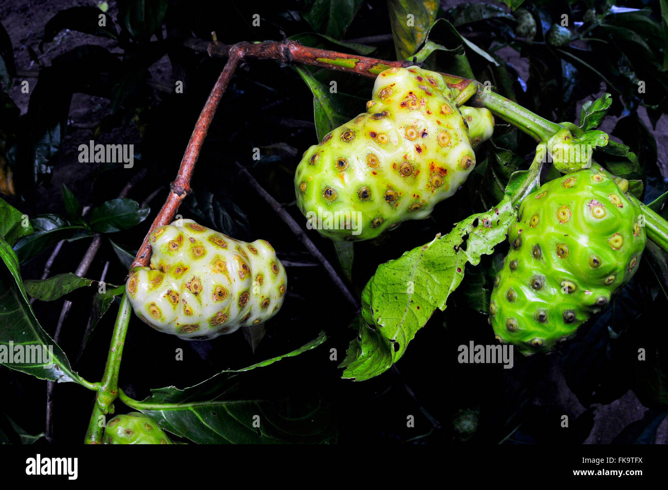 Détail de petits fruits arbre appelé Noni - Morinda citrifolia Banque D'Images