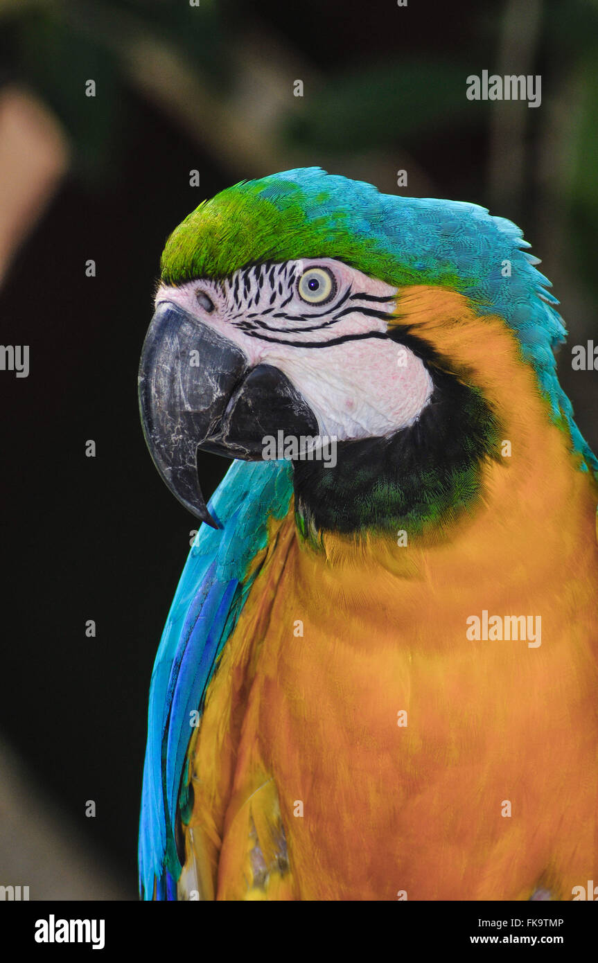 - Caninde Macaw Ara ararauna Banque D'Images