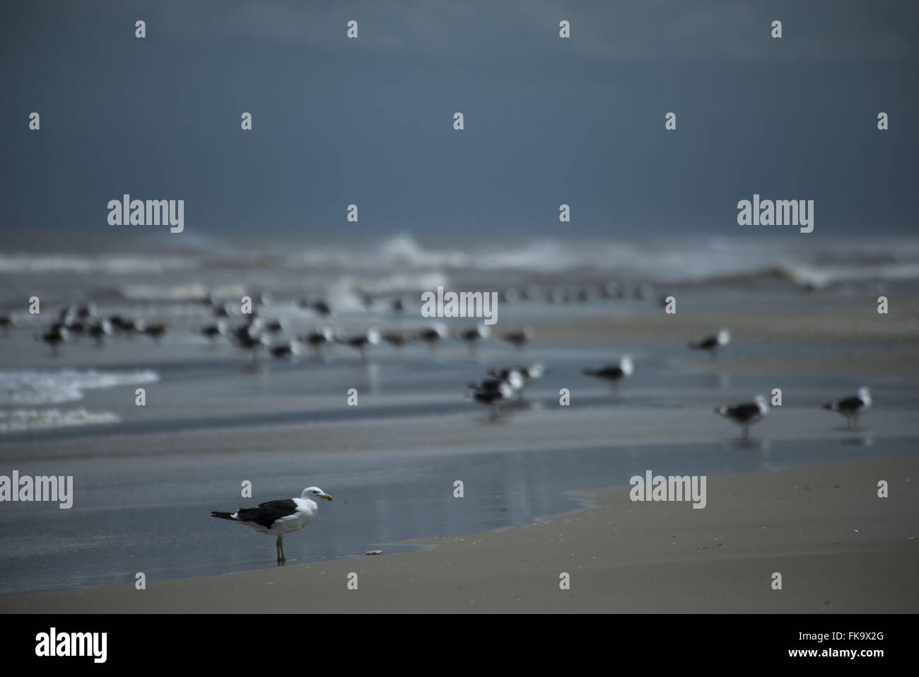 Mouettes sur la mer d'oiseaux migrateurs - Banque D'Images