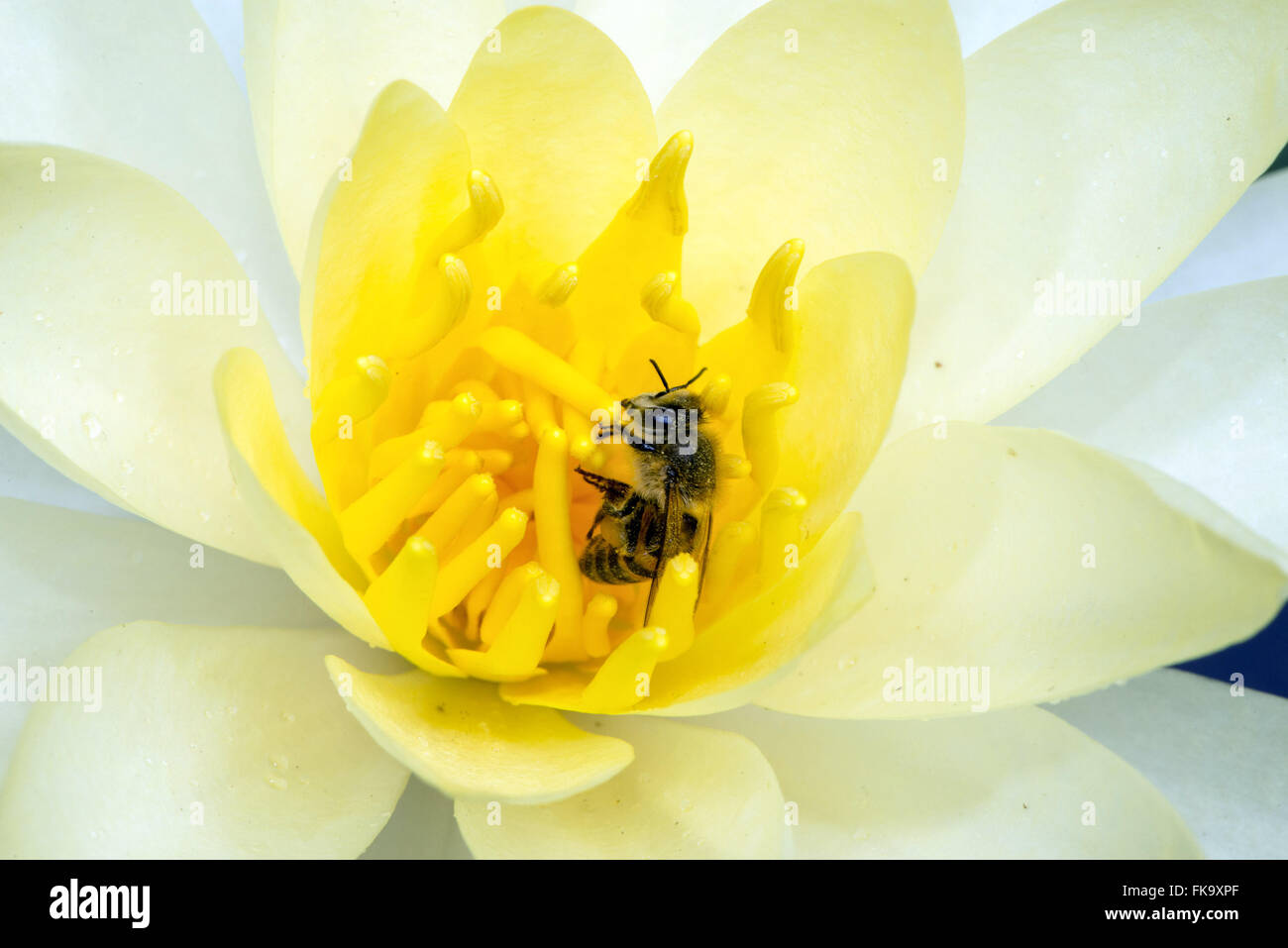 Bee-europe la collecte du pollen dans l'eau dans le Jardin des lys Banque D'Images