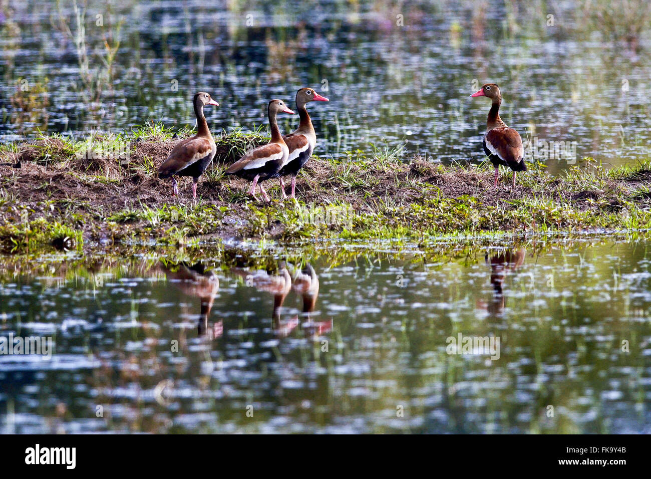 Espèces de canards en petits groupes dans le Pantanal Sud Banque D'Images