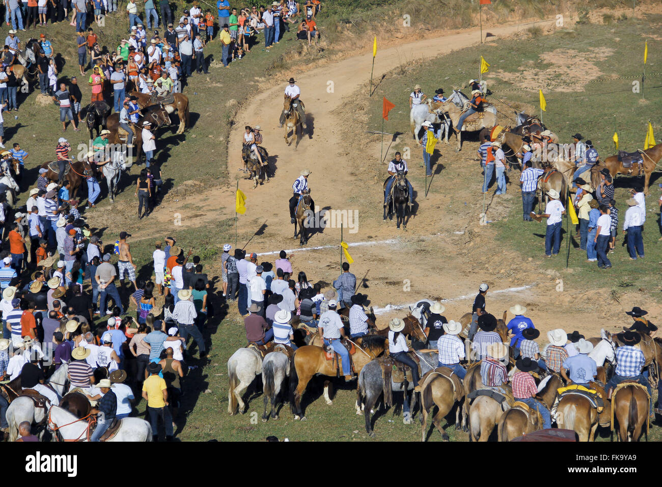 Pour mule - mules pendant la course National Party Drover Banque D'Images