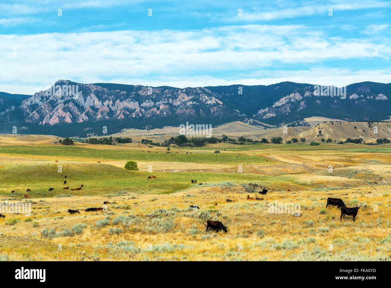Vaches qui paissent dans les champs avec les contreforts de la Bighorn montagnes derrière eux près de Buffalo, Wyoming Banque D'Images