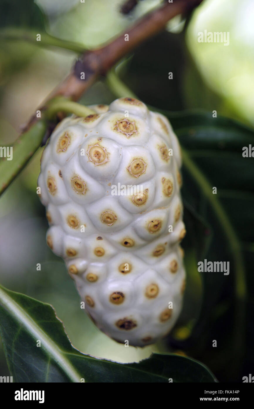 Détails de fruits de noni en ville Soledad, Troisième district Banque D'Images