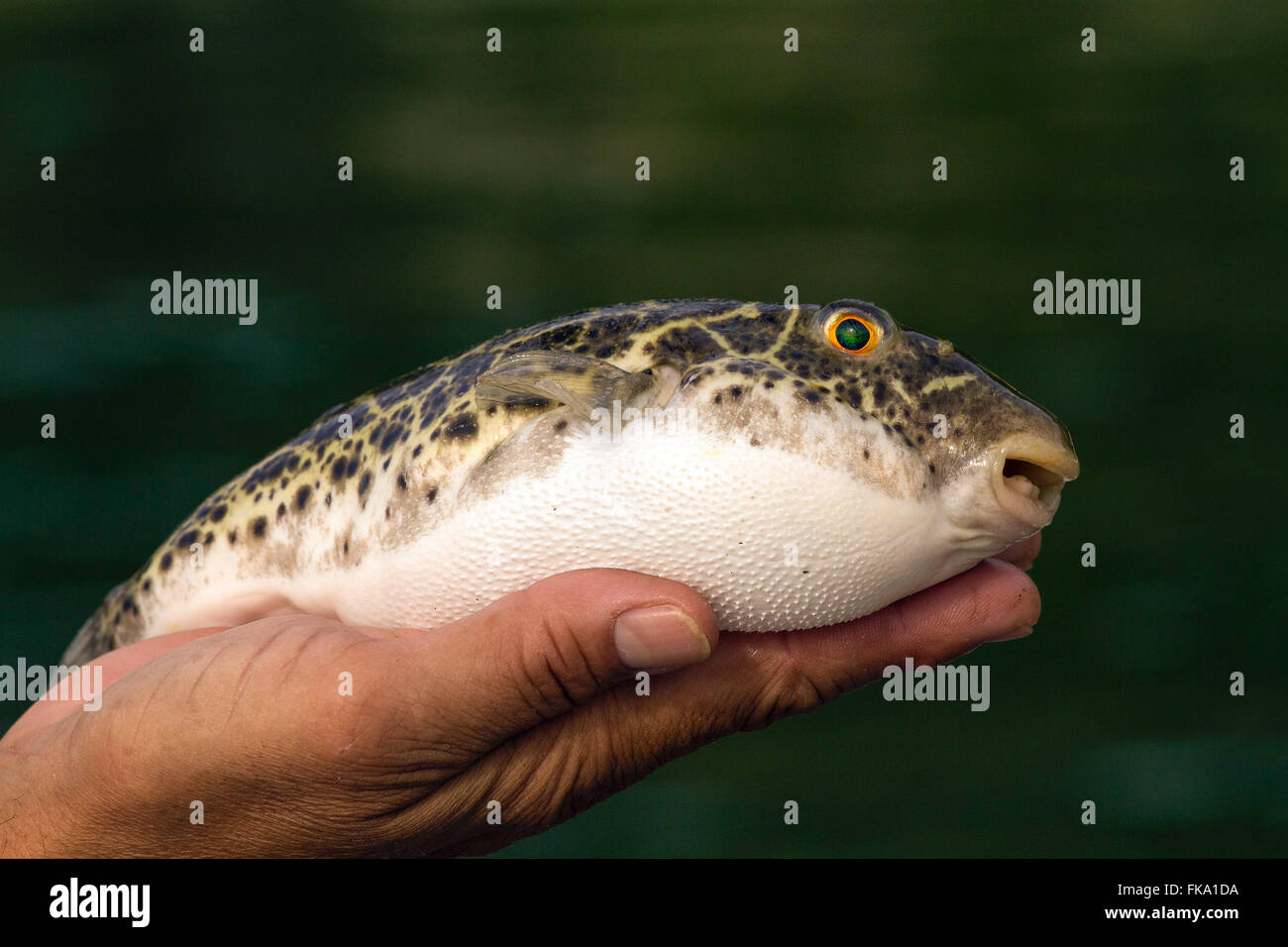 Le poisson-globe dans la paume de la main - Île Jaguanum Banque D'Images